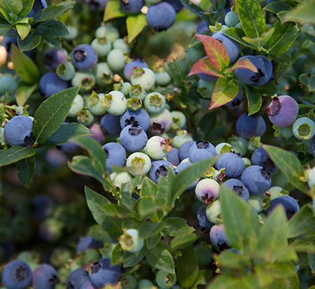 vaccinium-jelly-bean-blueberry