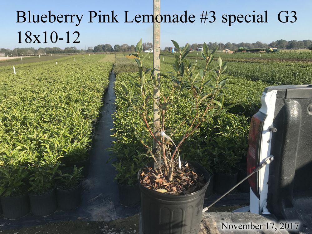 vaccinium-pink-lemonade-blueberry