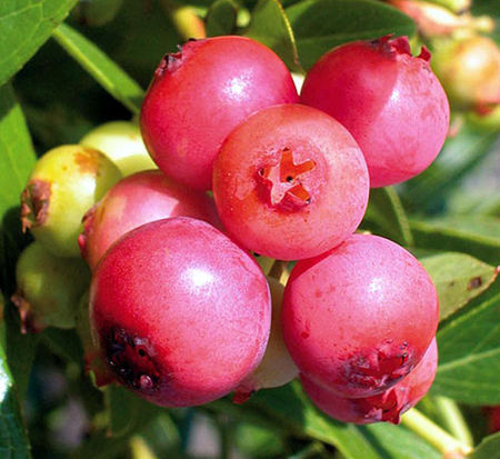 vaccinium-pink-lemonade-blueberry