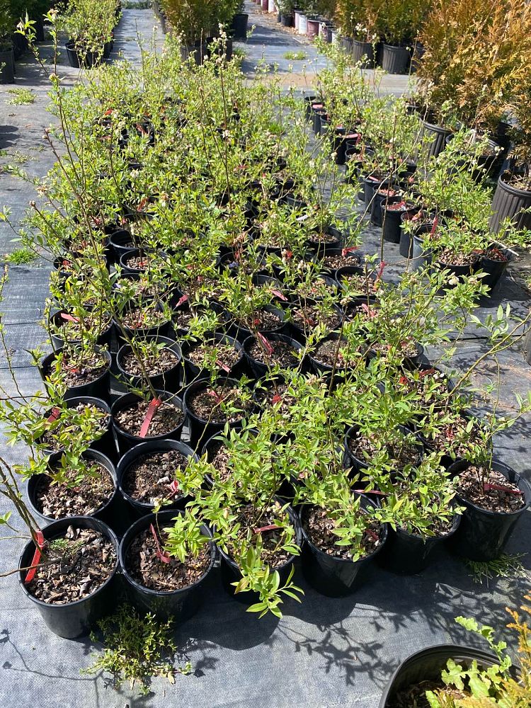 vaccinium-pink-lemonade-blueberry