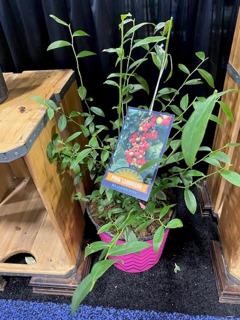 vaccinium-pink-lemonade-blueberry