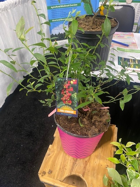 vaccinium-pink-lemonade-blueberry