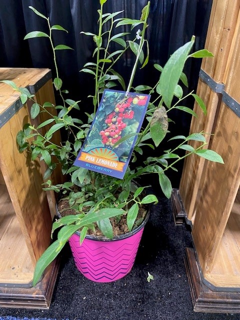 vaccinium-pink-lemonade-blueberry