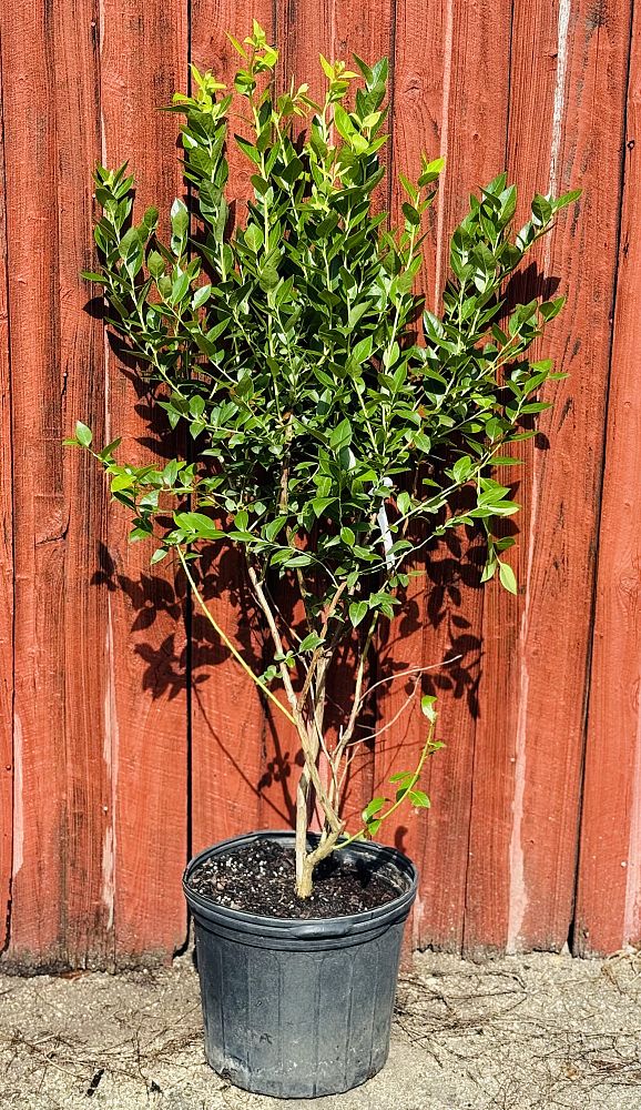 vaccinium-virgatum-bluecrisp-southern-high-bush-blueberry