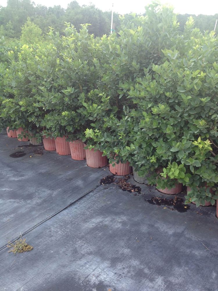 vaccinium-virgatum-sharpblue-southern-high-bush-blueberry