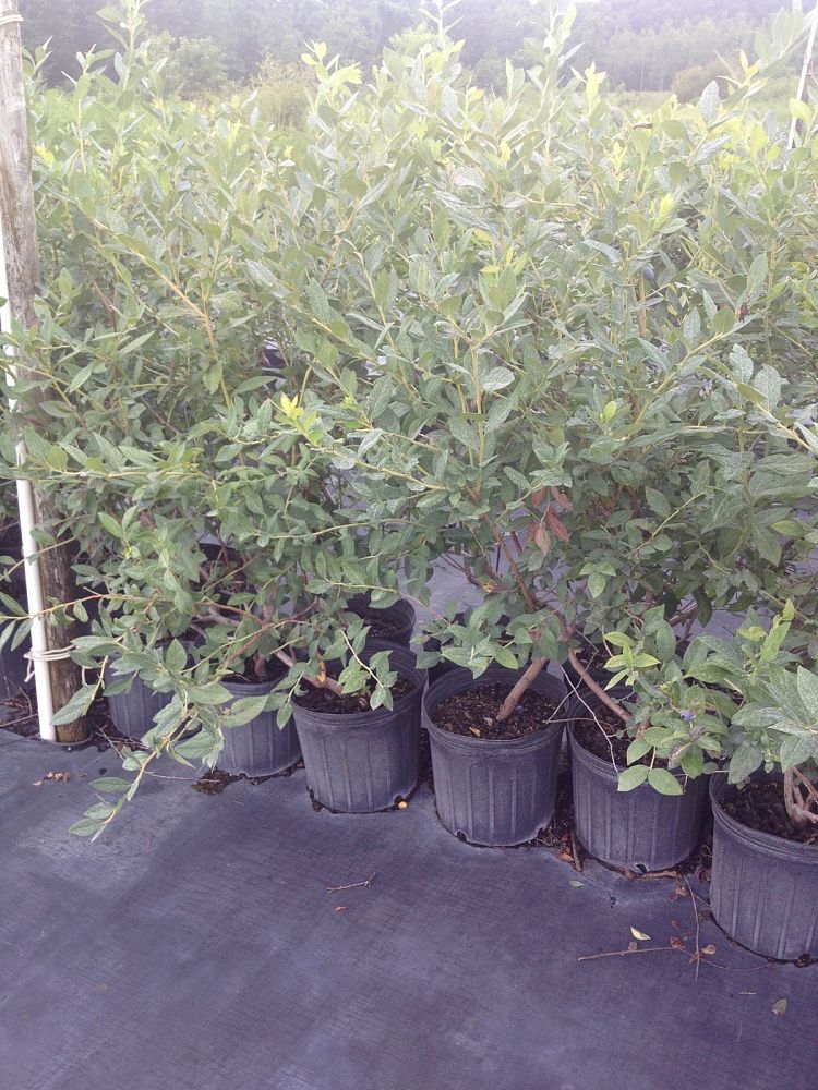 vaccinium-virgatum-tifblue-rabbiteye-blueberry-vaccinium-ashei-tifblue