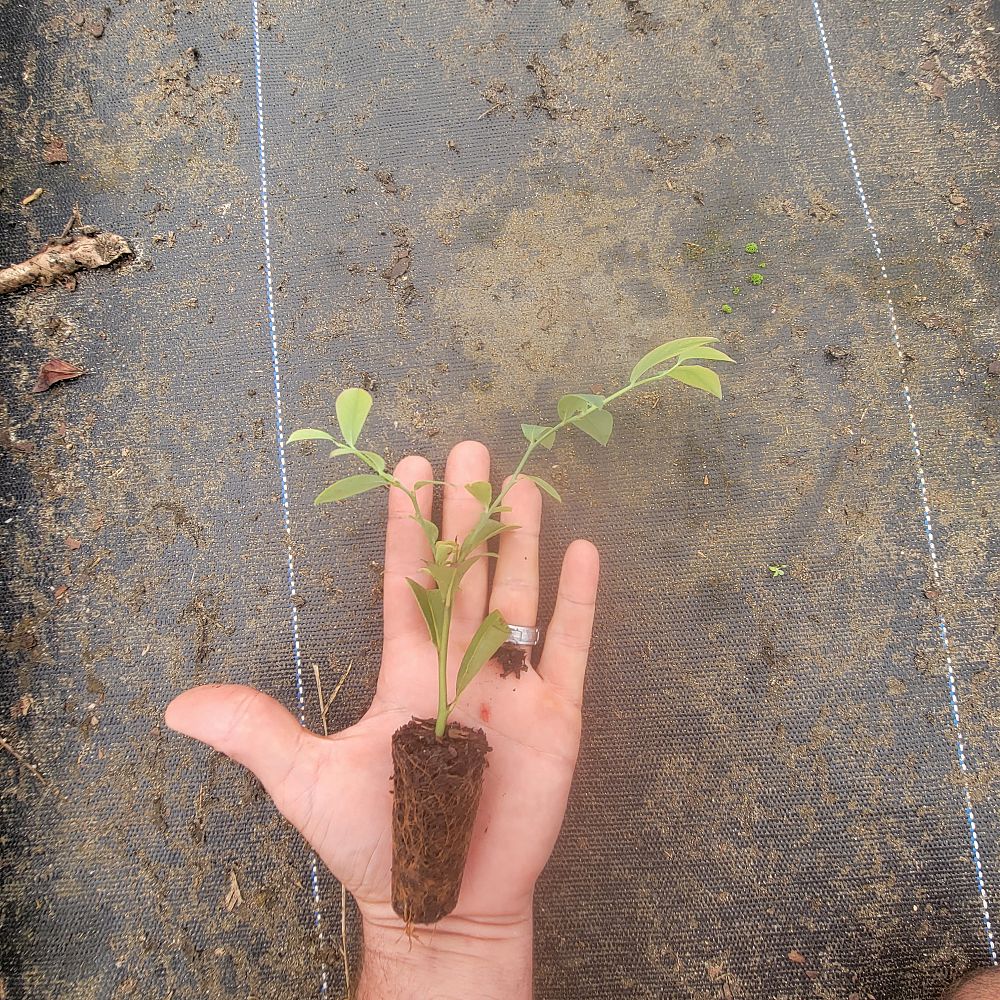 vaccinium-virgatum-tifblue-rabbiteye-blueberry-vaccinium-ashei-tifblue