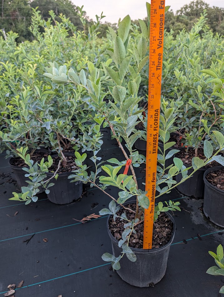vaccinium-virgatum-tifblue-rabbiteye-blueberry-vaccinium-ashei-tifblue