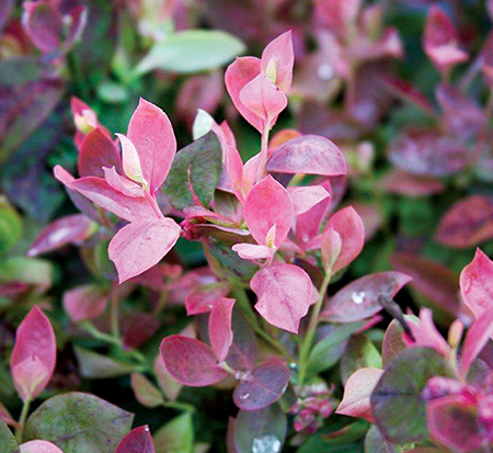 vaccinium-zf06-079-bushel-and-berry-reg-pink-icing-reg-blueberry