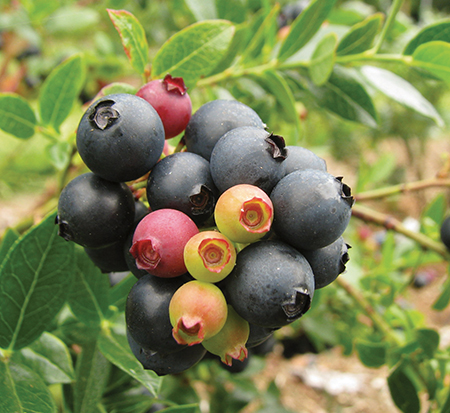 vaccinium-zf08-095-bushel-and-berry-reg-berrybux-reg-blueberry-blueberry-glaze-reg