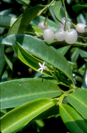 vallesia-antillana-pearlberry