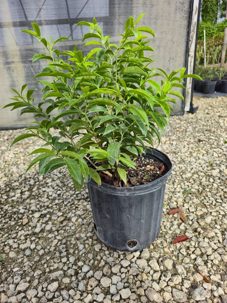 vallesia-antillana-pearlberry