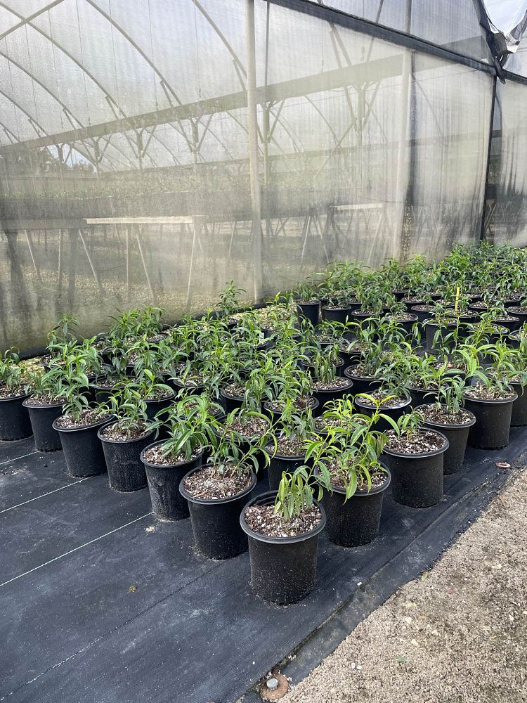 vallesia-antillana-pearlberry