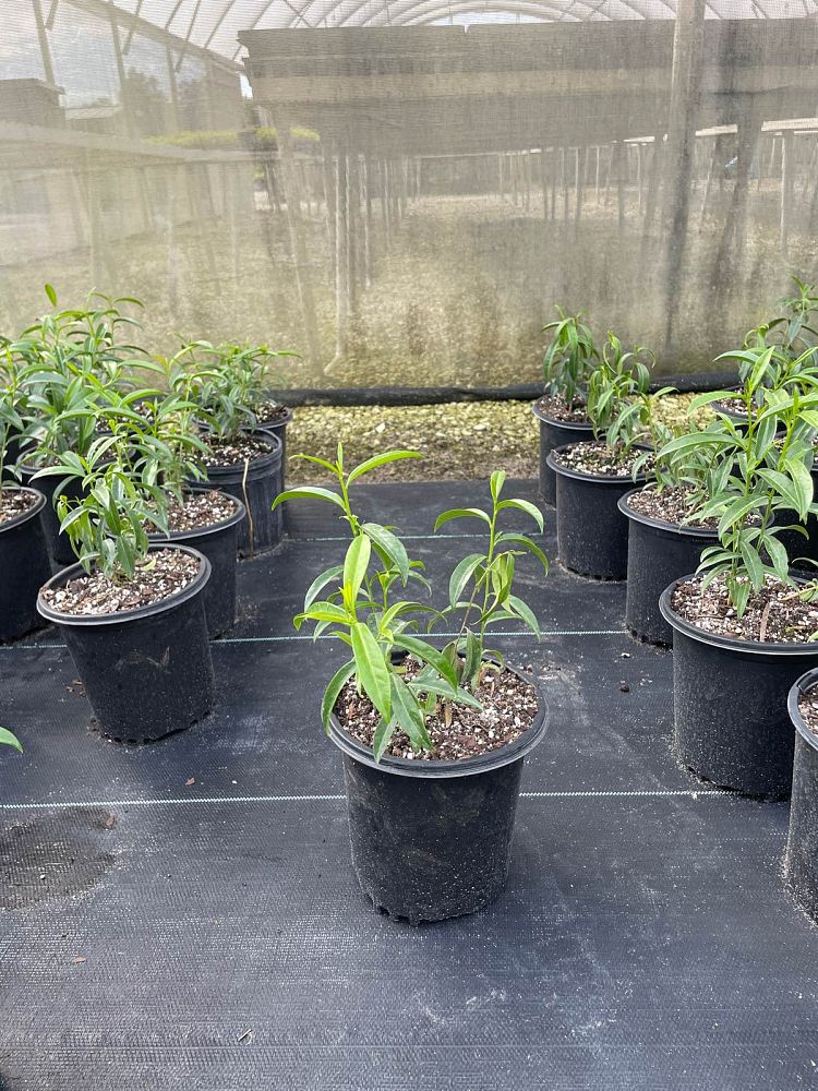 vallesia-antillana-pearlberry