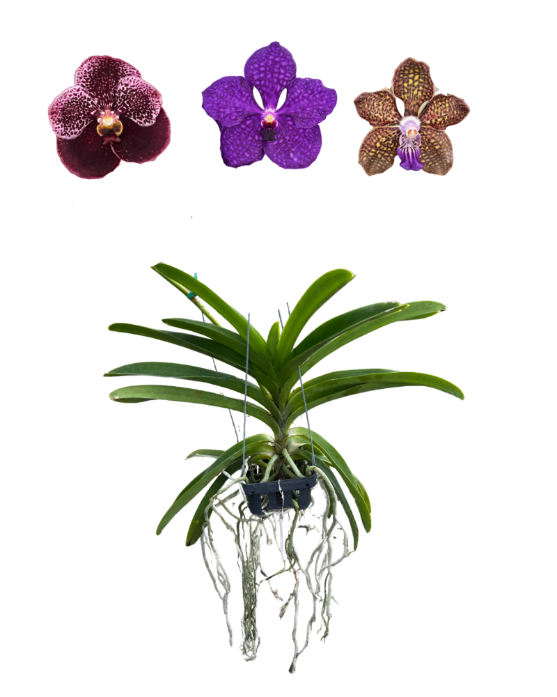 vanda-orchid