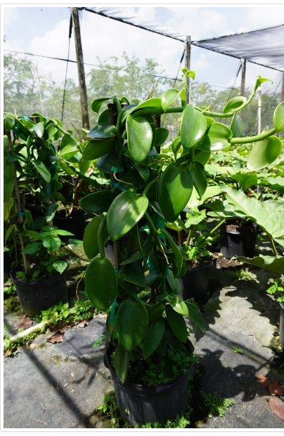vanilla-planifolia-commercial-vanilla-flat-plane-leafed-vanilla-vanilla-orchid-species-orchid