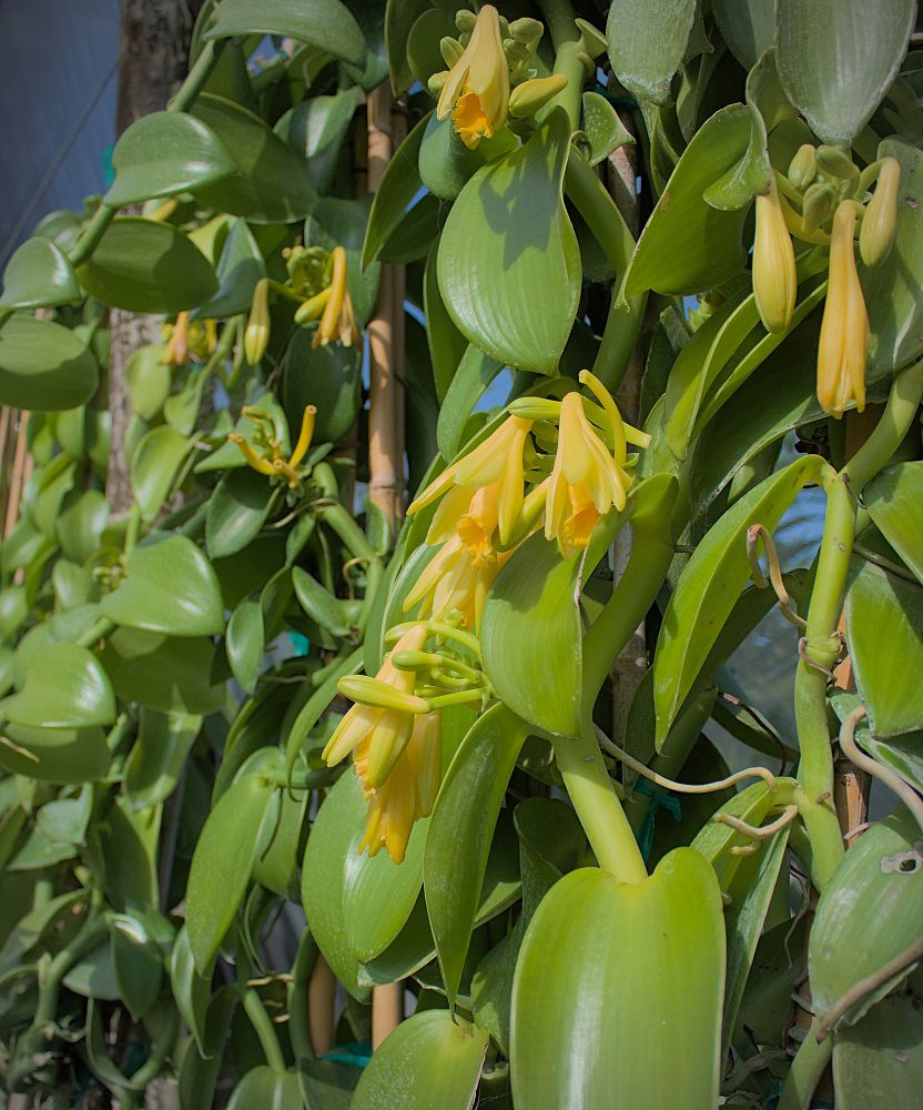 vanilla-planifolia-commercial-vanilla-flat-plane-leafed-vanilla-vanilla-orchid-species-orchid