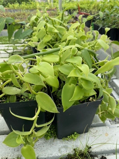 vanilla-planifolia-commercial-vanilla-flat-plane-leafed-vanilla-vanilla-orchid-species-orchid