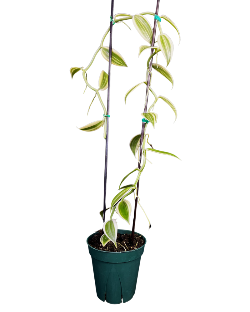vanilla-planifolia-commercial-vanilla-flat-plane-leafed-vanilla-vanilla-orchid-species-orchid