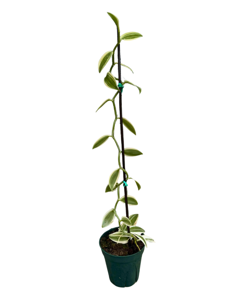 vanilla-planifolia-commercial-vanilla-flat-plane-leafed-vanilla-vanilla-orchid-species-orchid