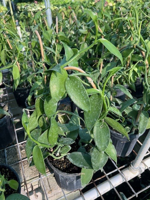 vanilla-planifolia-commercial-vanilla-flat-plane-leafed-vanilla-vanilla-orchid-species-orchid
