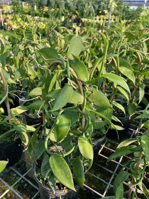 vanilla-planifolia-commercial-vanilla-flat-plane-leafed-vanilla-vanilla-orchid-species-orchid