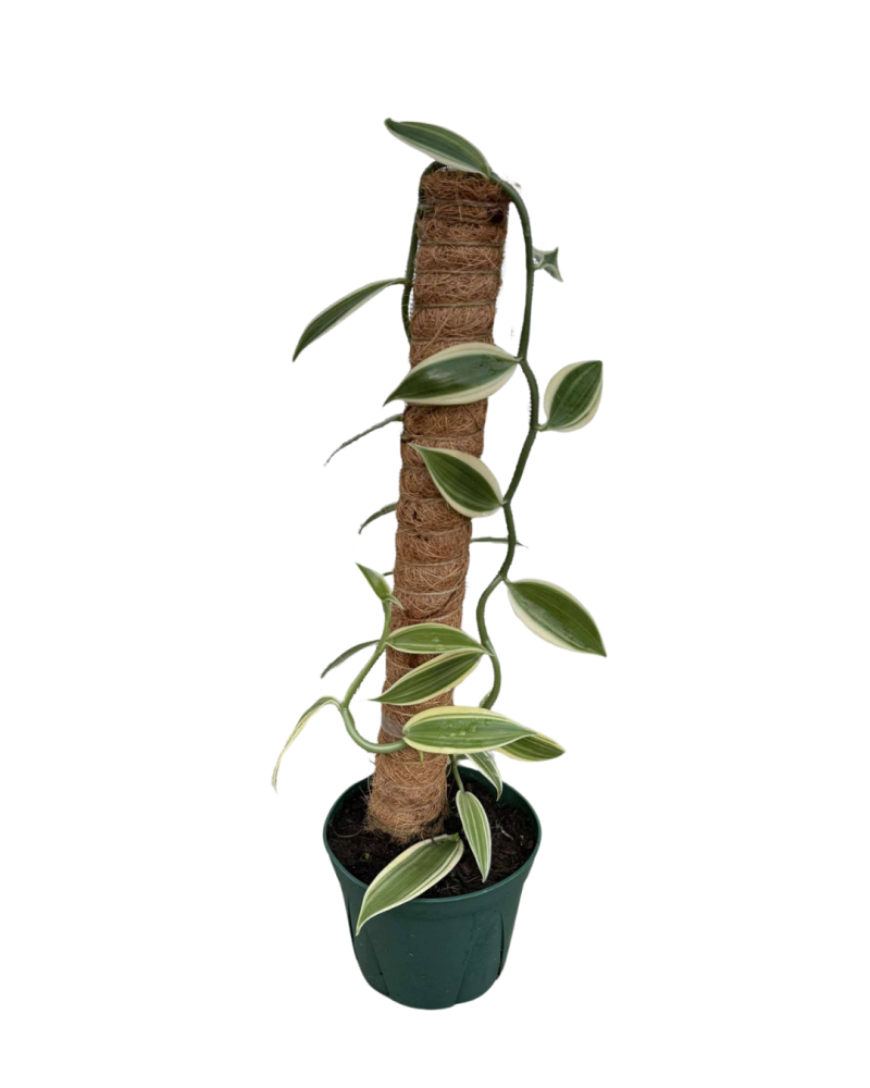 vanilla-planifolia-commercial-vanilla-flat-plane-leafed-vanilla-vanilla-orchid-species-orchid
