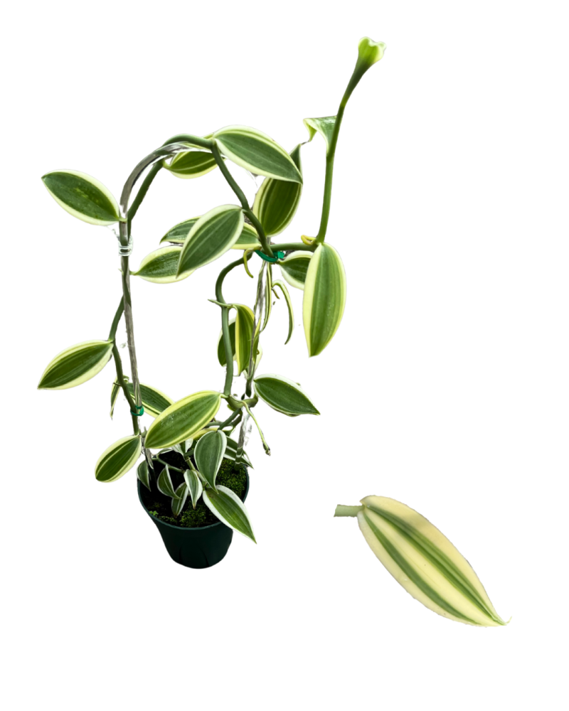 vanilla-planifolia-commercial-vanilla-flat-plane-leafed-vanilla-vanilla-orchid-species-orchid