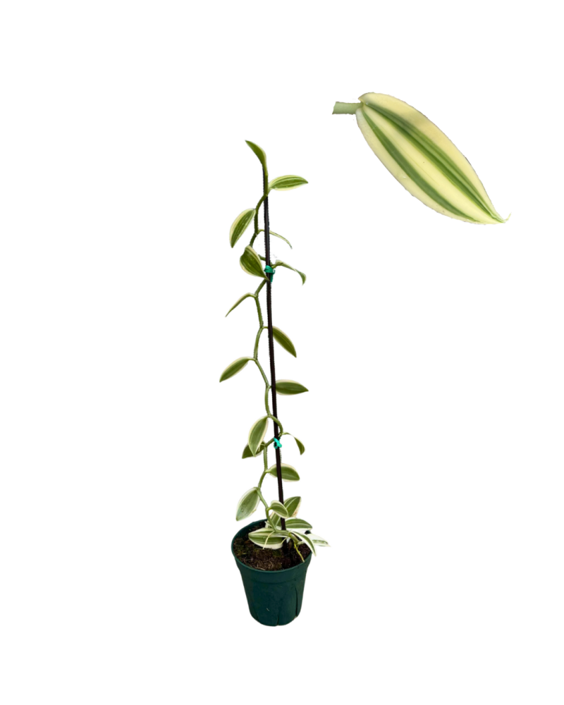 vanilla-planifolia-commercial-vanilla-flat-plane-leafed-vanilla-vanilla-orchid-species-orchid