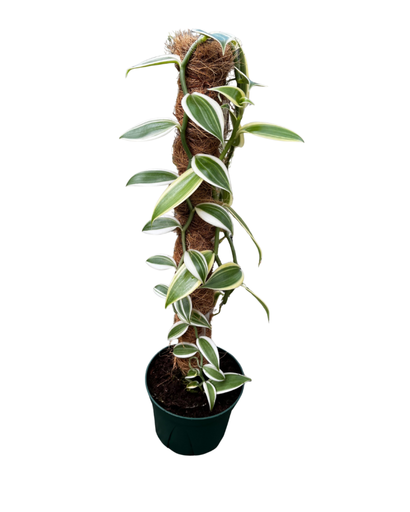 vanilla-planifolia-commercial-vanilla-flat-plane-leafed-vanilla-vanilla-orchid-species-orchid