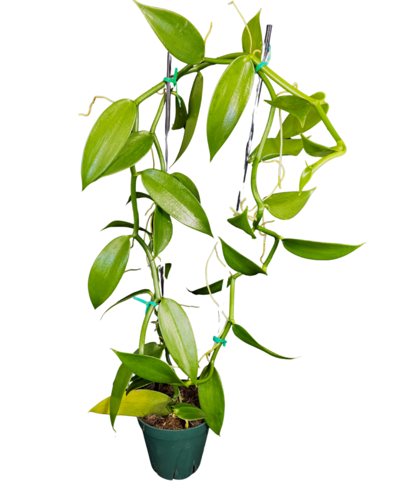 vanilla-planifolia-green