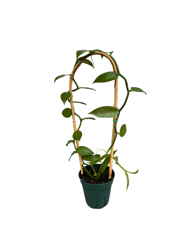 vanilla-planifolia-green