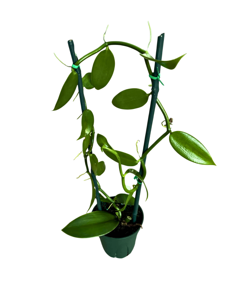vanilla-planifolia-green