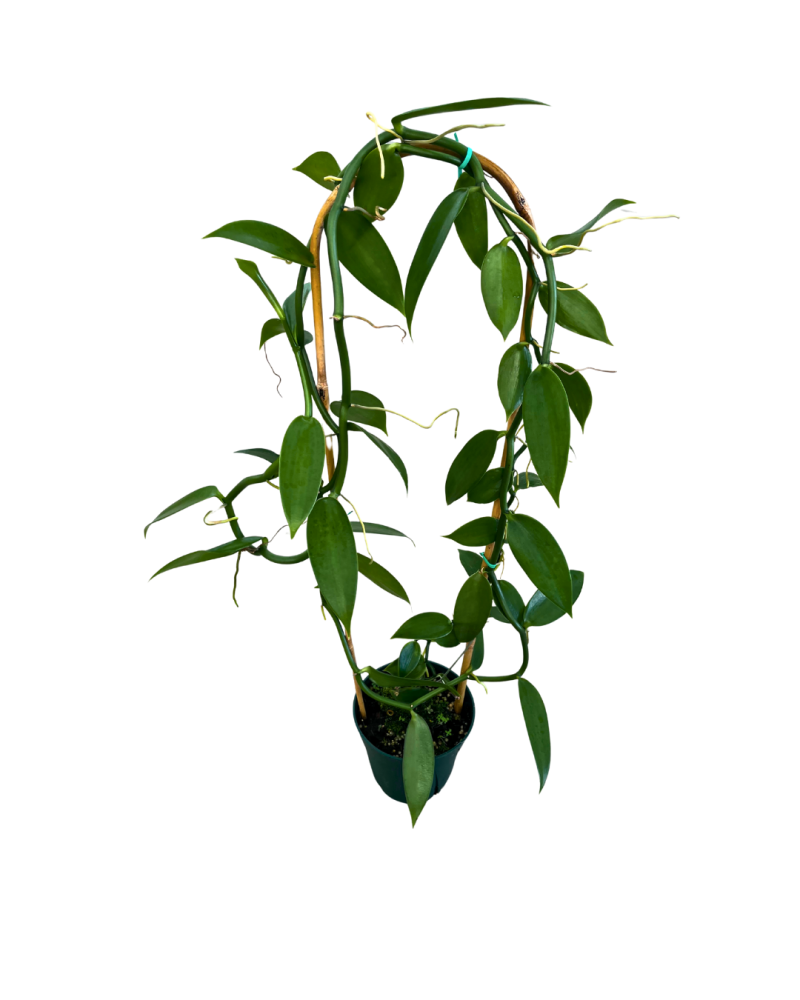vanilla-planifolia-green