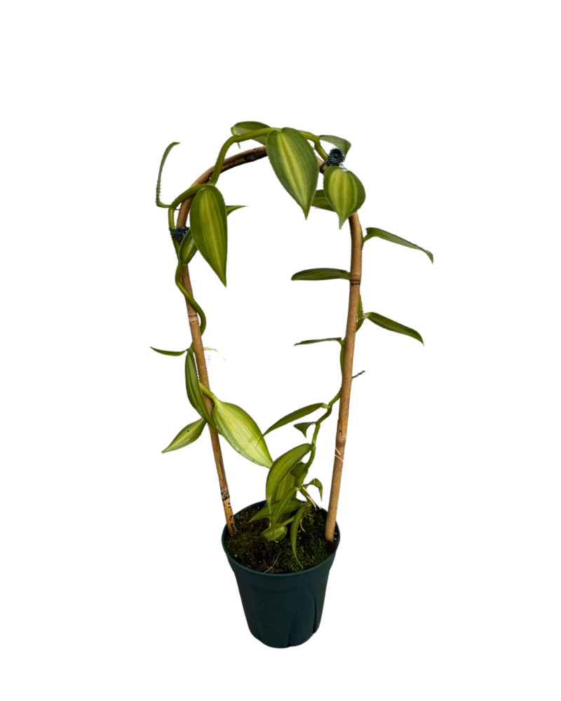 vanilla-planifolia-variegata-variegated-vanilla-orchid-orchid
