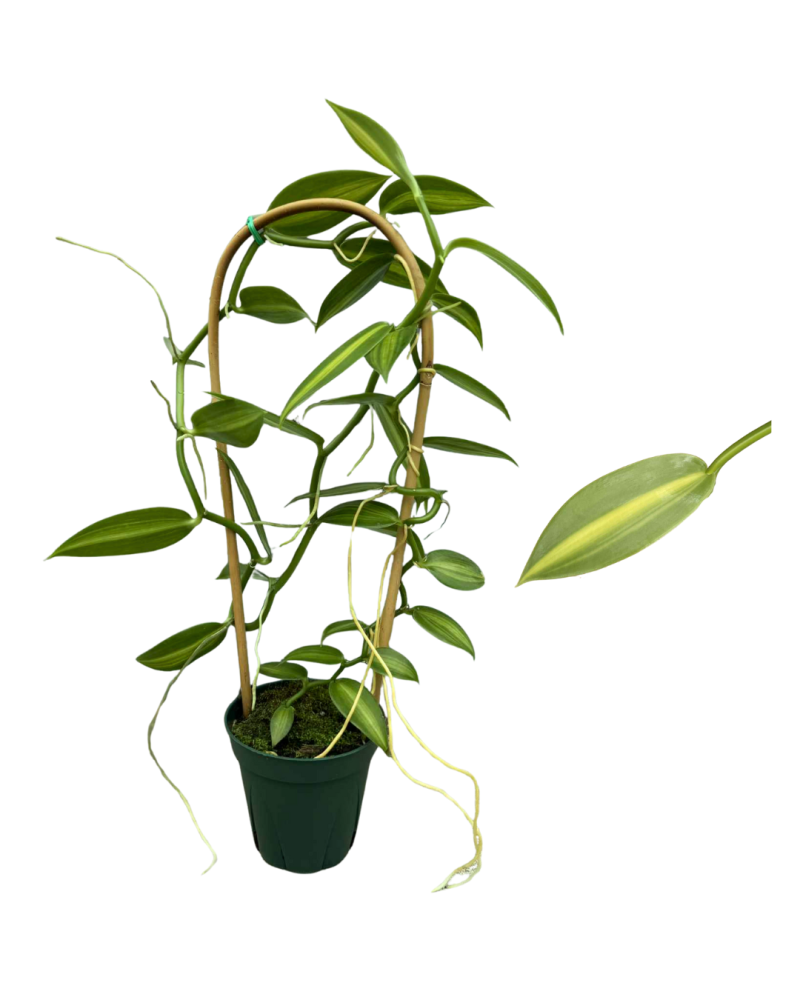 vanilla-planifolia-variegata-variegated-vanilla-orchid-orchid