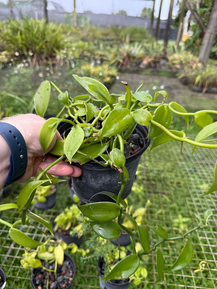 vanilla-planifolia-variegata-variegated-vanilla-orchid-orchid