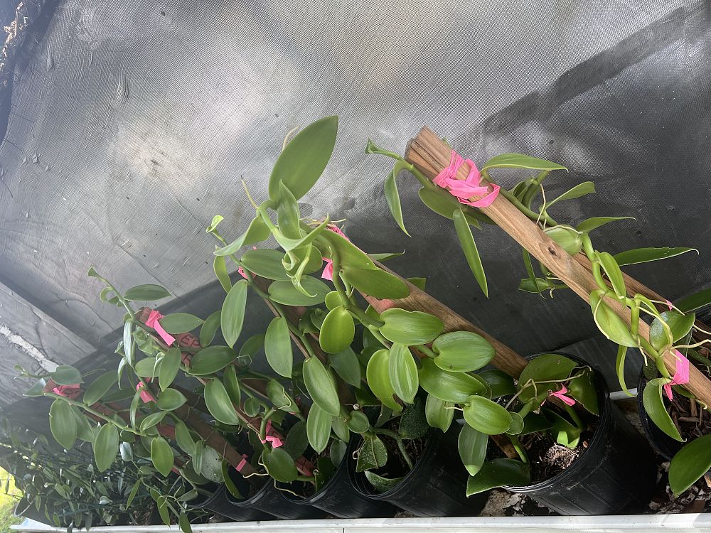 vanilla-pompona-striking-vanilla-west-indian-vanilla-species-orchid