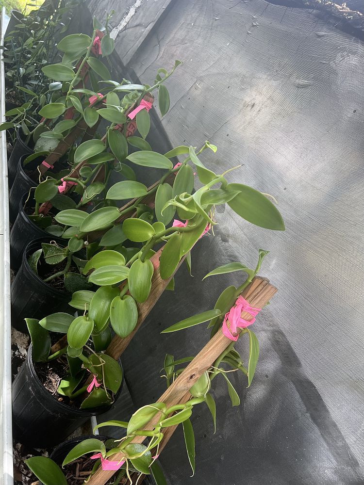 vanilla-pompona-striking-vanilla-west-indian-vanilla-species-orchid