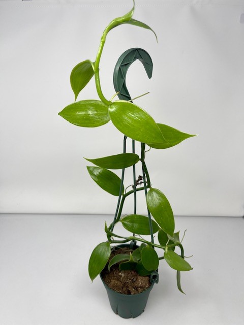 vanilla-tahitensis-tahitian-vanilla-species-orchid