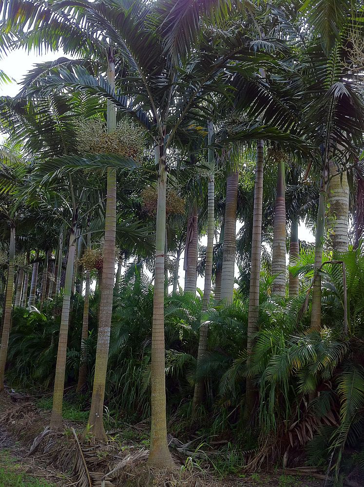 Caribbean Tree Farms PlantANT