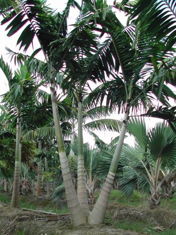 veitchia-arecina-veitchia-montgomeryana-montgomery-palm-veitchia-macdanielsii