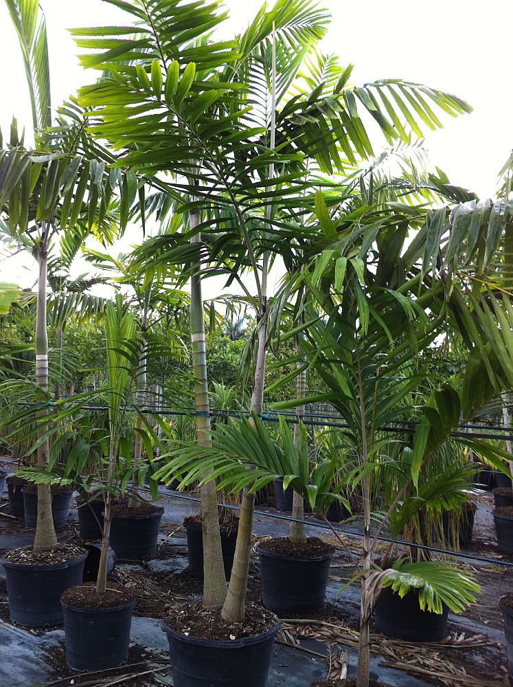 veitchia-arecina-veitchia-montgomeryana-montgomery-palm-veitchia-macdanielsii