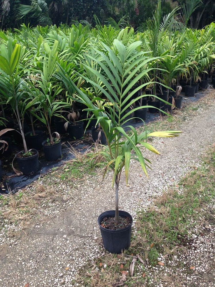 veitchia-arecina-veitchia-montgomeryana-montgomery-palm-veitchia-macdanielsii