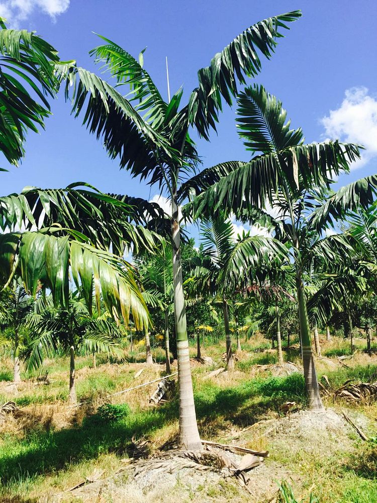 veitchia-arecina-veitchia-montgomeryana-montgomery-palm-veitchia-macdanielsii