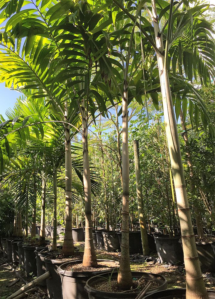 veitchia-arecina-veitchia-montgomeryana-montgomery-palm-veitchia-macdanielsii