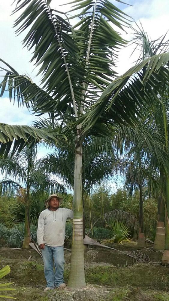 veitchia-arecina-veitchia-montgomeryana-montgomery-palm-veitchia-macdanielsii