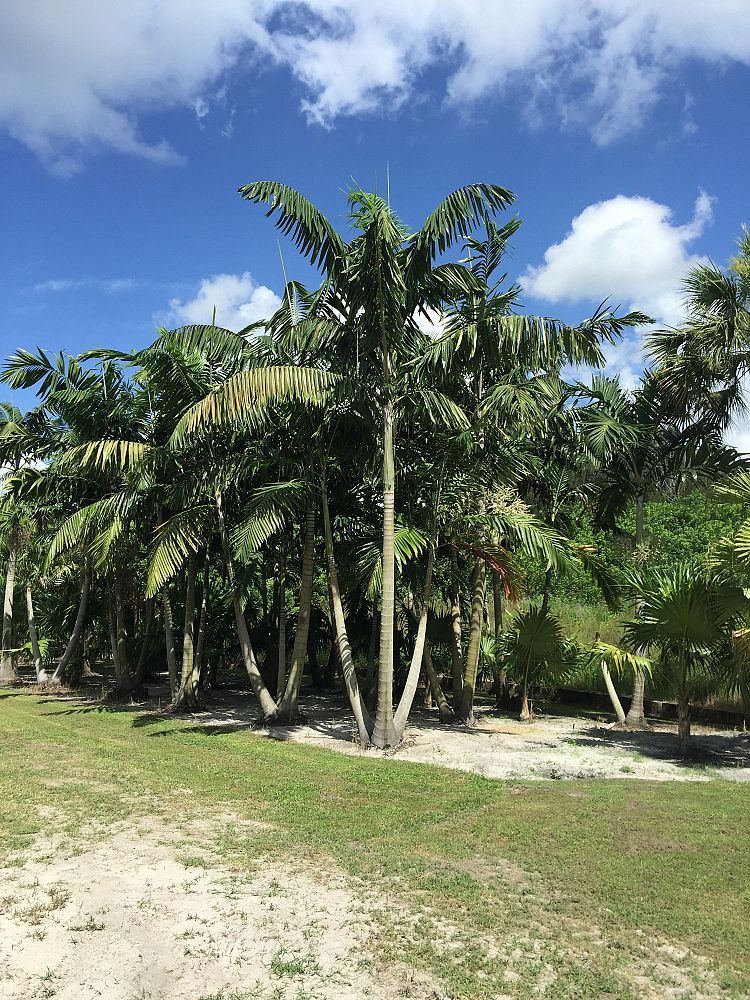 veitchia-arecina-veitchia-montgomeryana-montgomery-palm-veitchia-macdanielsii