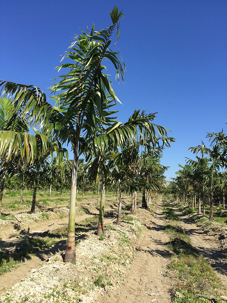 veitchia-arecina-veitchia-montgomeryana-montgomery-palm-veitchia-macdanielsii