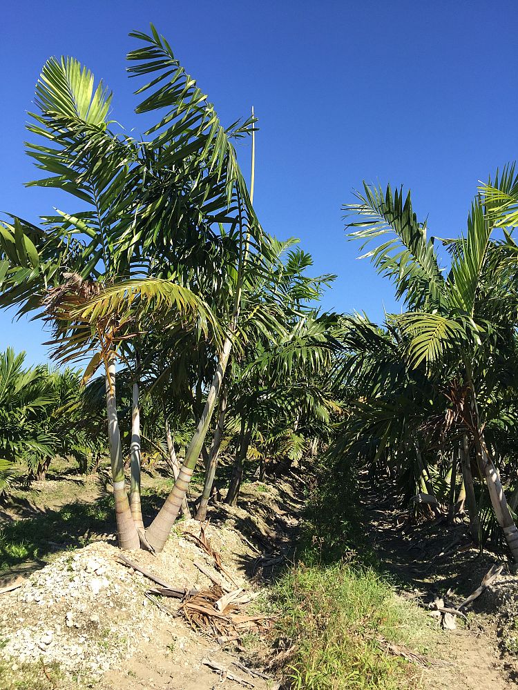 veitchia-arecina-veitchia-montgomeryana-montgomery-palm-veitchia-macdanielsii